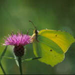 Brimstone - Gonepteryx rhamni