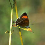 Brown Hairstreak - Thecla betulae