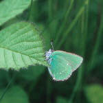 Green Hairstreak - Callophrys rubi