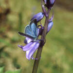 Holly Blue - Celastrina argiolus