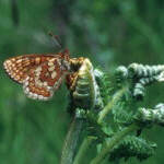 Marsh Fritillary - Euphydryas aurinia