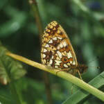 Small Pearl-bordered Fritillary - Boloria selene