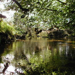 A quiet pool on the De Lank.