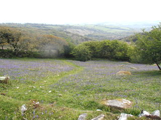 A carpet of bluebells.