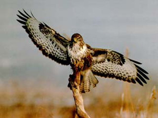 Buteo buteo - Buzzard