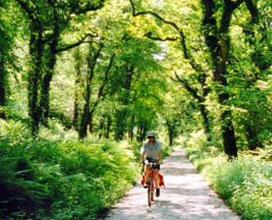 The Camel Trail