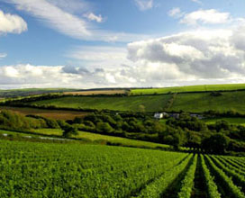 Camel Valley Vineyard