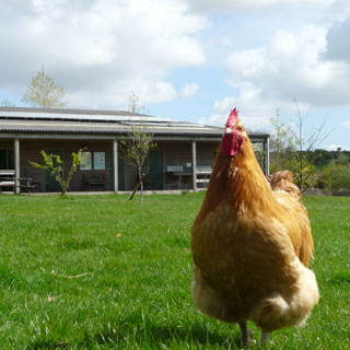 Chicken on the campsite.