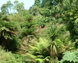 The Lost Gardens of Heligan