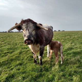 Longhorn cow & calf.
