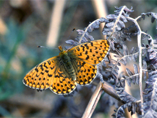 The Pearl Bordered Fratillary basking on bracken.