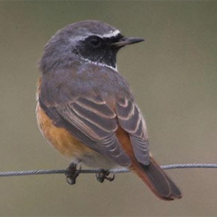 Phoenicurus phoenicurus - Redstart.