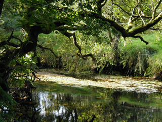 An oak overhanging the river.