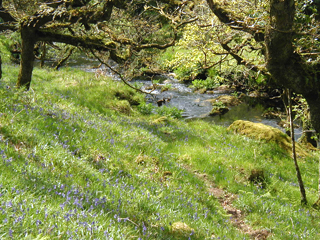 The path follows the riverbank.