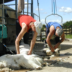 The shearers at work.