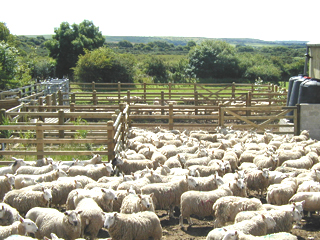 A yard full of sheep.