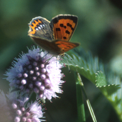 A Small Copper feeding.