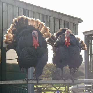 A couple of Turkeys.